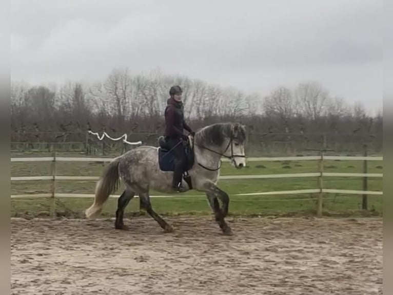 Lusitanos Mix Wallach 11 Jahre 164 cm Apfelschimmel in Kempen