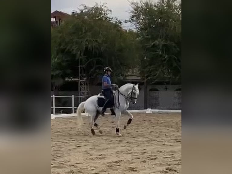 Lusitanos Wallach 11 Jahre 164 cm Schimmel in Coín, Málaga