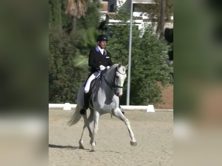 Lusitanos Wallach 11 Jahre 164 cm Schimmel in Coín, Málaga