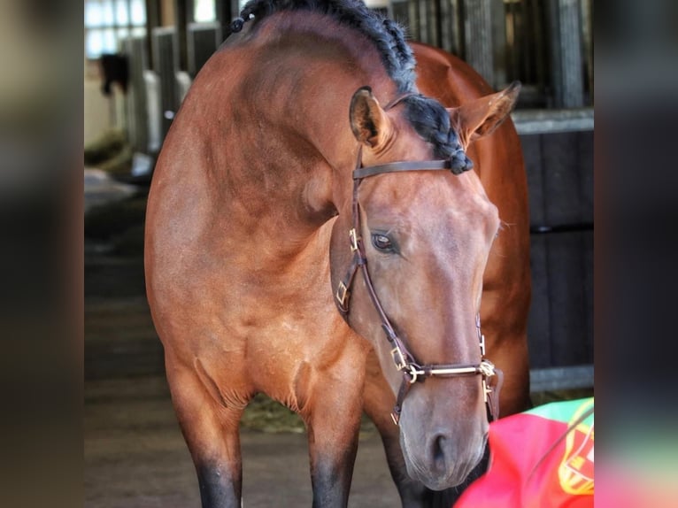 Lusitanos Wallach 11 Jahre 165 cm Brauner in Eickhof