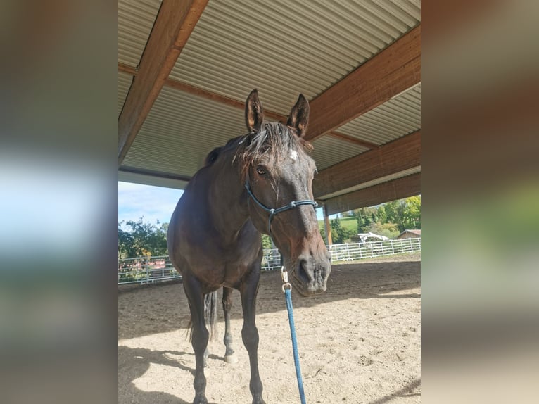 Lusitanos Mix Wallach 11 Jahre 165 cm Brauner in Leutkirch im Allgäu