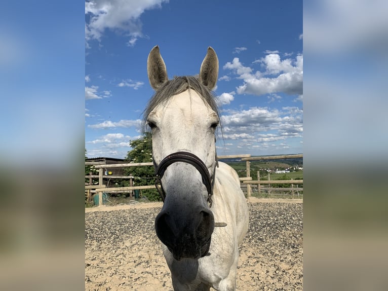 Lusitanos Wallach 11 Jahre Schimmel in Geisenheim