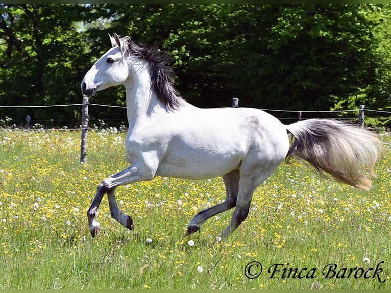 Lusitanos Wallach 12 Jahre 154 cm Schimmel in wiebelsheim