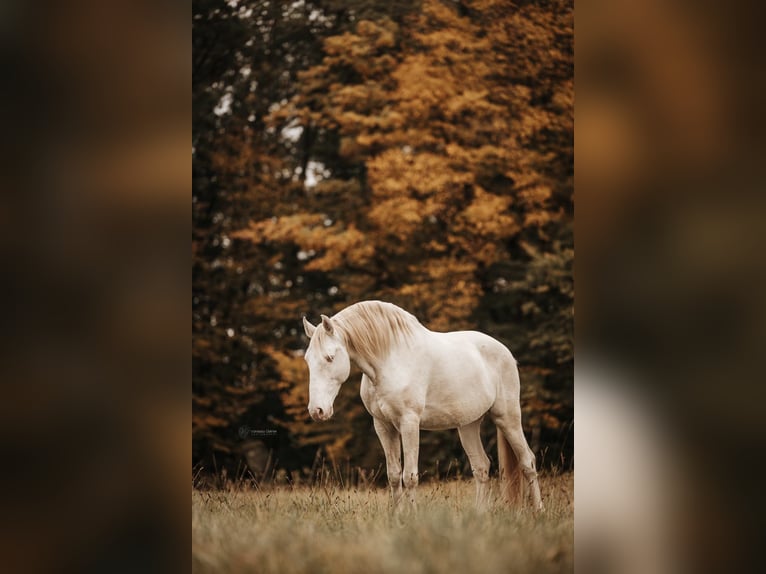 Lusitanos Wallach 12 Jahre 157 cm Cremello in Simmern