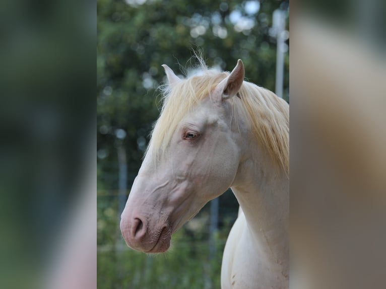 Lusitanos Wallach 12 Jahre 157 cm Cremello in Simmern