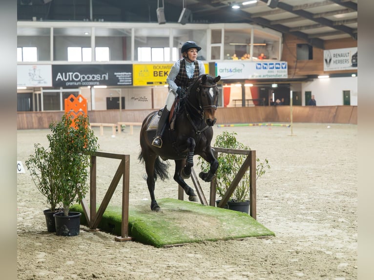 Lusitanos Wallach 12 Jahre 158 cm Dunkelbrauner in Bergen op Zoom