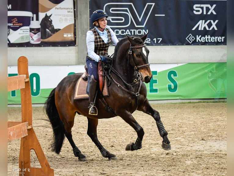 Lusitanos Wallach 12 Jahre 158 cm Dunkelbrauner in Bergen op Zoom