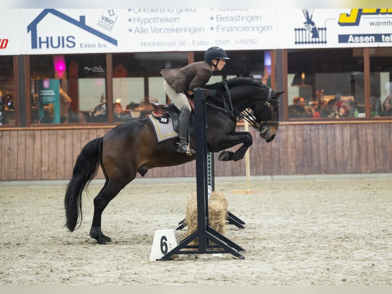 Lusitanos Wallach 12 Jahre 158 cm Dunkelbrauner in Bergen op Zoom