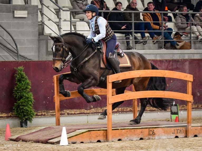 Lusitanos Wallach 12 Jahre 158 cm Dunkelbrauner in Bergen op Zoom
