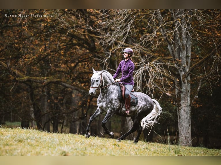 Lusitanos Wallach 12 Jahre 160 cm Apfelschimmel in Dischingen