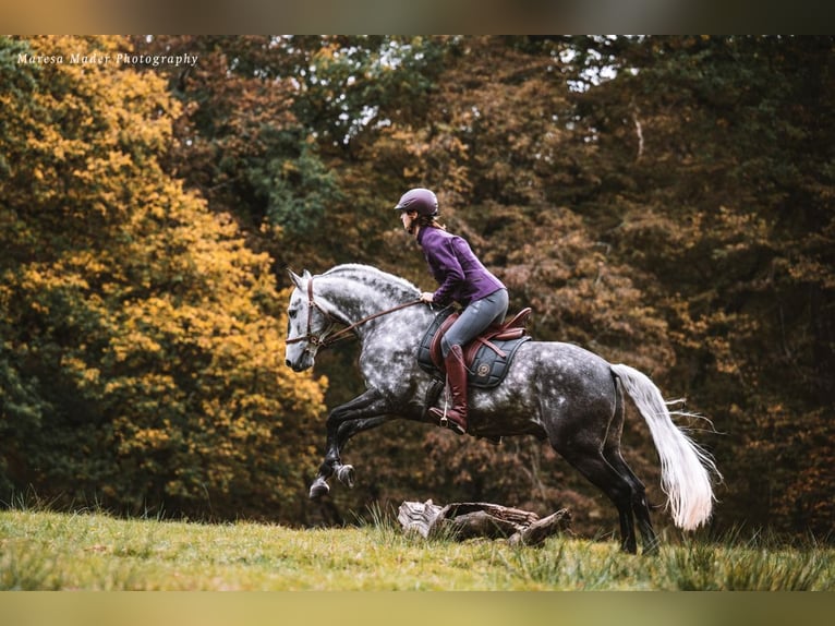 Lusitanos Wallach 12 Jahre 160 cm Apfelschimmel in Dischingen