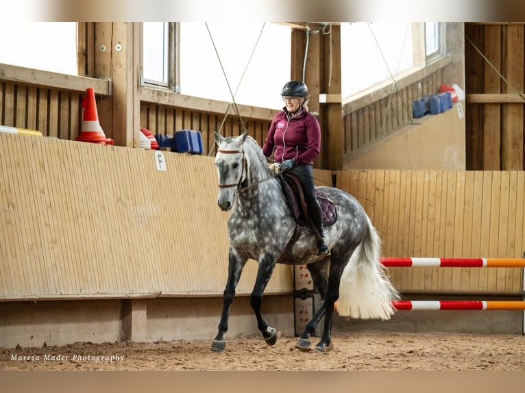 Lusitanos Wallach 12 Jahre 160 cm Apfelschimmel in Dischingen
