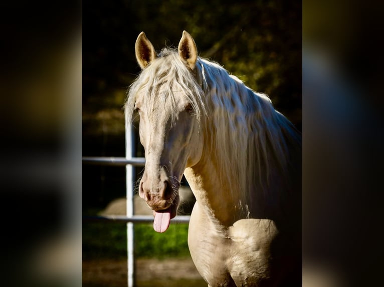 Lusitanos Wallach 12 Jahre 160 cm Cremello in Seeg