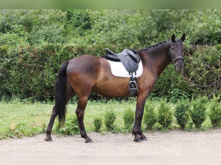 Lusitanos Wallach 12 Jahre 160 cm Dunkelbrauner in Tullins