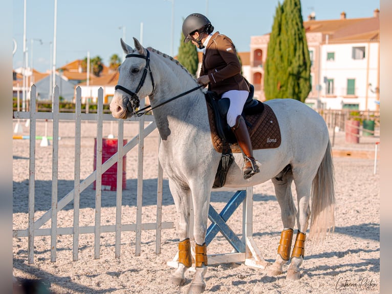 Lusitanos Wallach 12 Jahre 163 cm Fliegenschimmel in Esposende