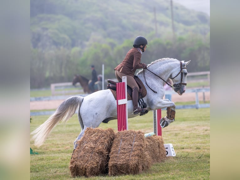 Lusitanos Wallach 12 Jahre 163 cm Fliegenschimmel in Esposende