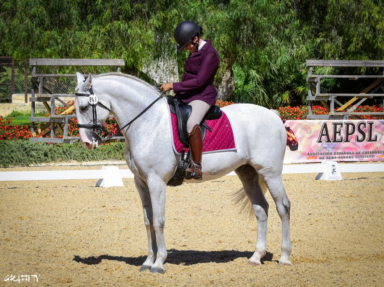 Lusitanos Wallach 12 Jahre 163 cm Fliegenschimmel in Esposende