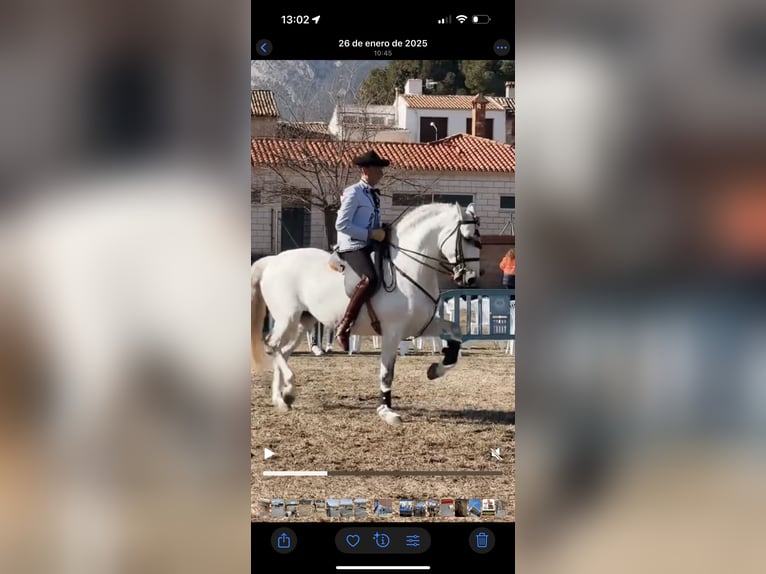 Lusitanos Wallach 12 Jahre 163 cm Schimmel in Ontinyent