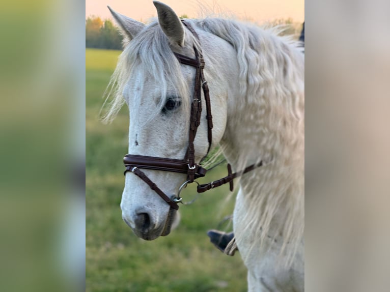 Lusitanos Wallach 12 Jahre 165 cm White in Győr