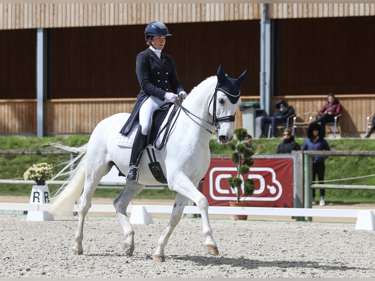 Lusitanos Wallach 12 Jahre 166 cm Schimmel in Étaux