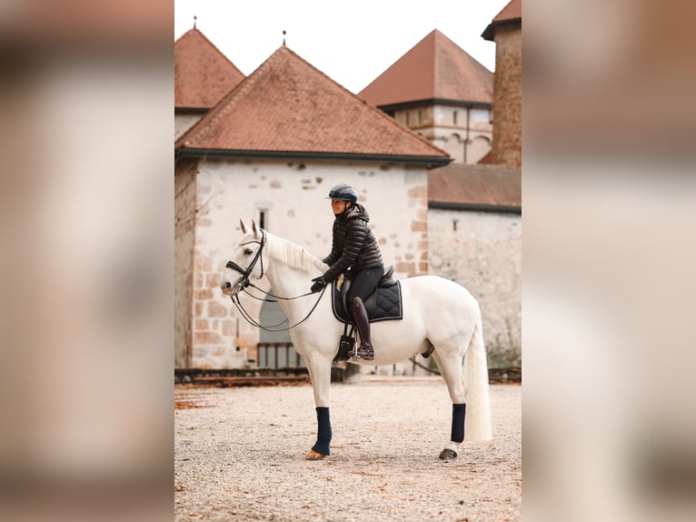 Lusitanos Wallach 12 Jahre 166 cm Schimmel in Étaux