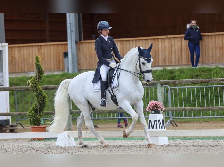 Lusitanos Wallach 12 Jahre 166 cm Schimmel in Étaux