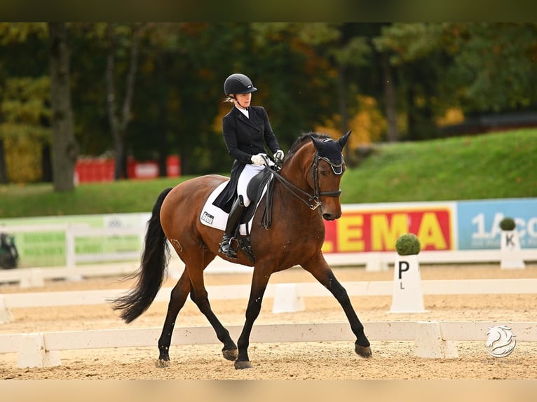 Lusitanos Wallach 12 Jahre 167 cm Brauner in Krumbach