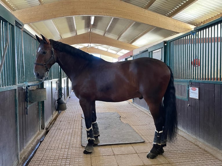 Lusitanos Wallach 12 Jahre 169 cm Brauner in Avis