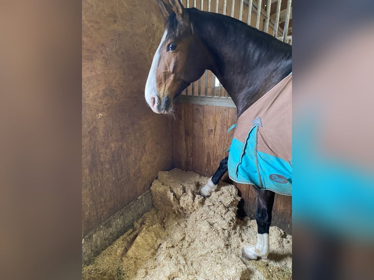 Lusitanos Wallach 12 Jahre 169 cm Brauner in Bruchsal