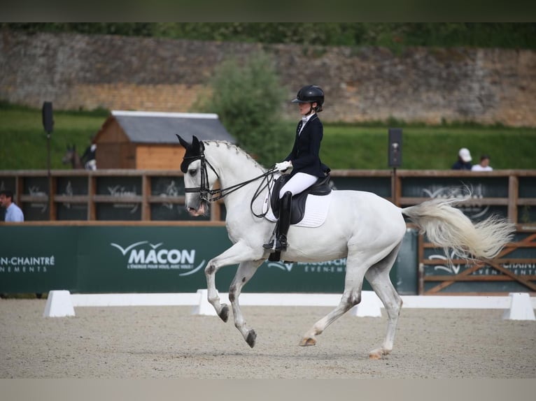 Lusitanos Wallach 12 Jahre 170 cm Schimmel in Vergèze