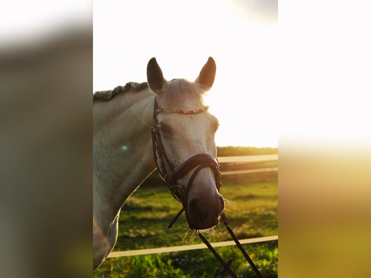 Lusitanos Wallach 12 Jahre Schimmel in Geisenheim