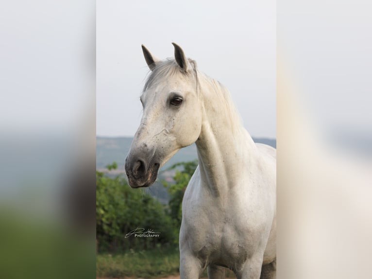 Lusitanos Wallach 12 Jahre Schimmel in Geisenheim