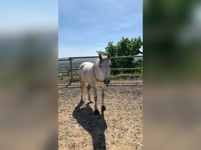 Lusitanos Wallach 12 Jahre Schimmel in Geisenheim