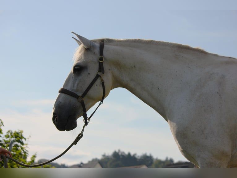 Lusitanos Wallach 12 Jahre Schimmel in Geisenheim