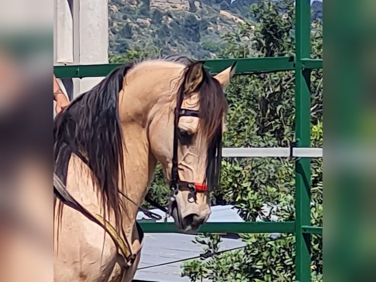 Lusitanos Wallach 13 Jahre 149 cm Buckskin in Villar Del Arzobispo