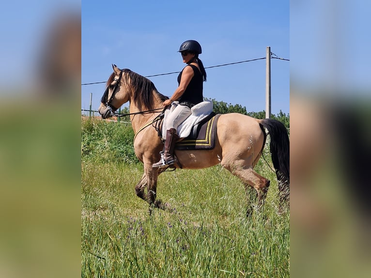 Lusitanos Wallach 13 Jahre 149 cm Buckskin in Villar Del Arzobispo