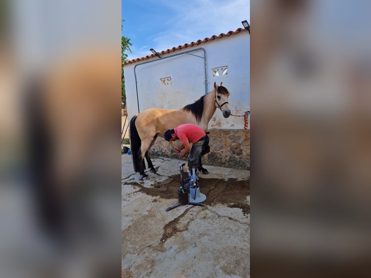 Lusitanos Wallach 13 Jahre 149 cm Buckskin in Villar Del Arzobispo