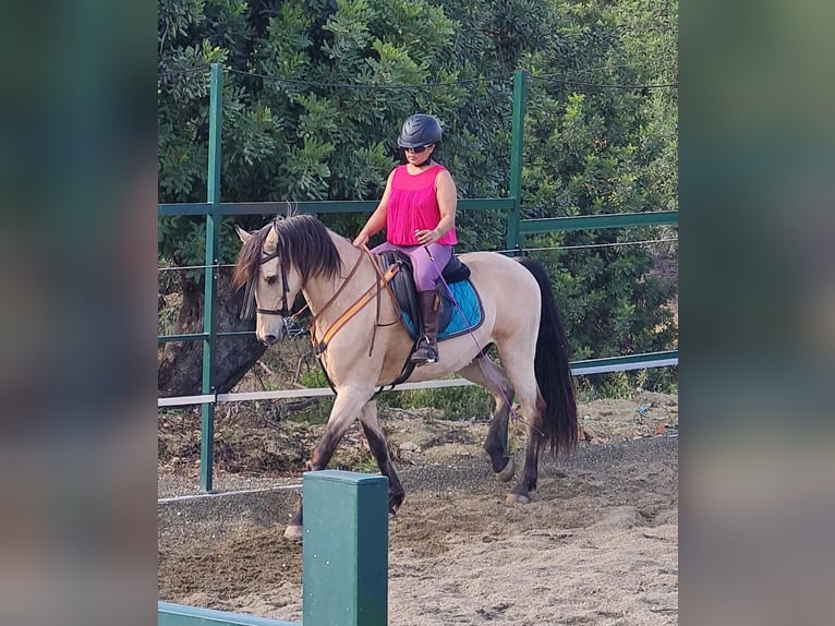 Lusitanos Wallach 13 Jahre 149 cm Buckskin in Villar Del Arzobispo