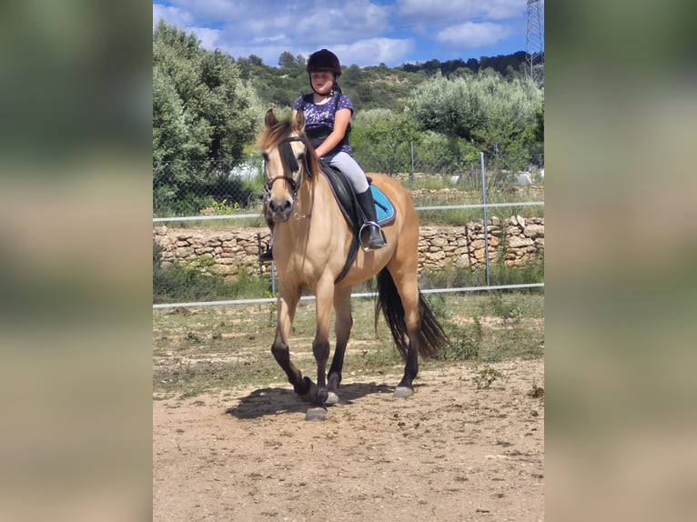Lusitanos Wallach 13 Jahre 149 cm Buckskin in Villar Del Arzobispo