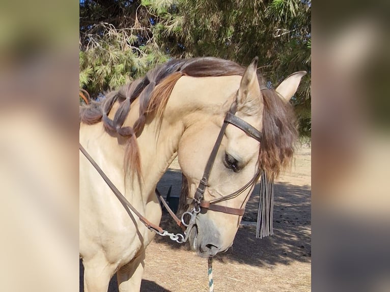 Lusitanos Wallach 13 Jahre 149 cm Buckskin in Villar Del Arzobispo