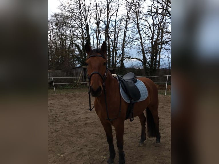 Lusitanos Wallach 13 Jahre 150 cm Brauner in Gondelsheim