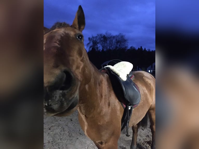 Lusitanos Wallach 13 Jahre 150 cm Brauner in Gondelsheim