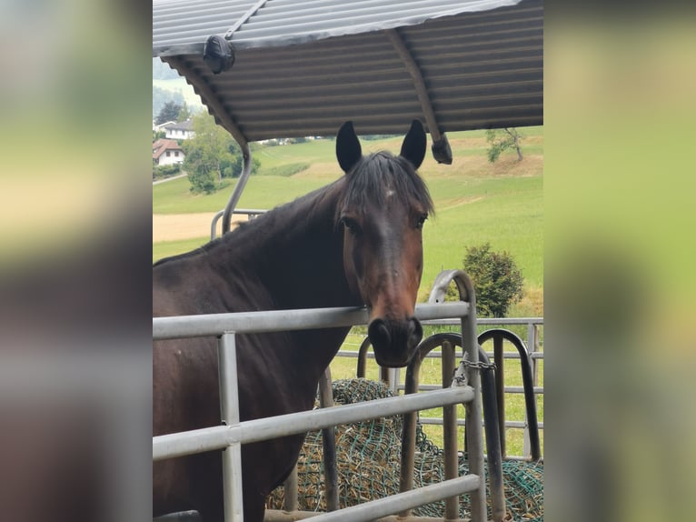 Lusitanos Wallach 13 Jahre 154 cm Brauner in Kirchleerau
