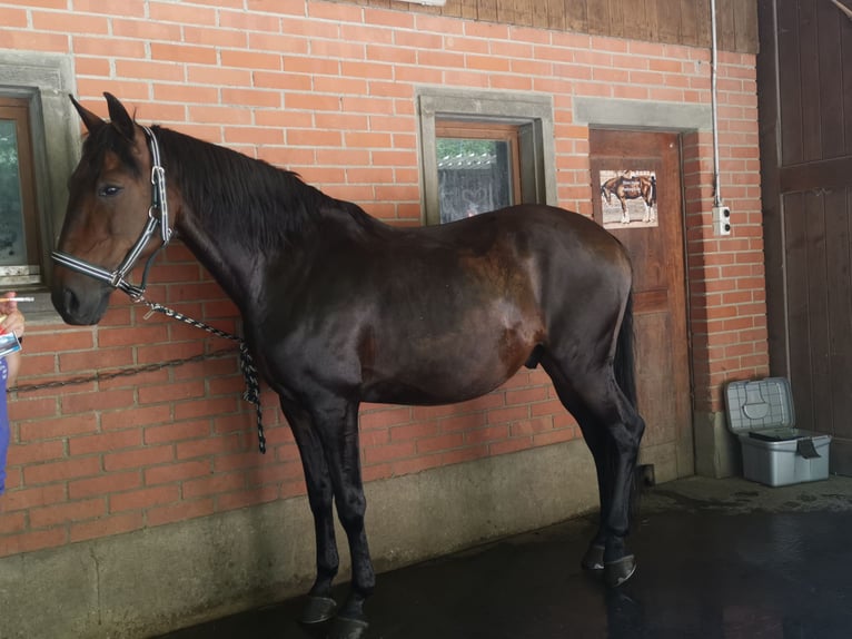Lusitanos Wallach 13 Jahre 154 cm Brauner in Kirchleerau