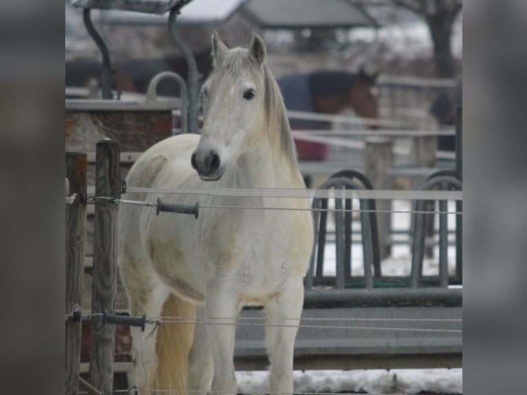 Lusitanos Wallach 13 Jahre 154 cm Schimmel in Boppard