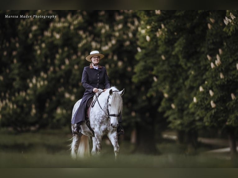 Lusitanos Wallach 13 Jahre 160 cm Apfelschimmel in Dischingen
