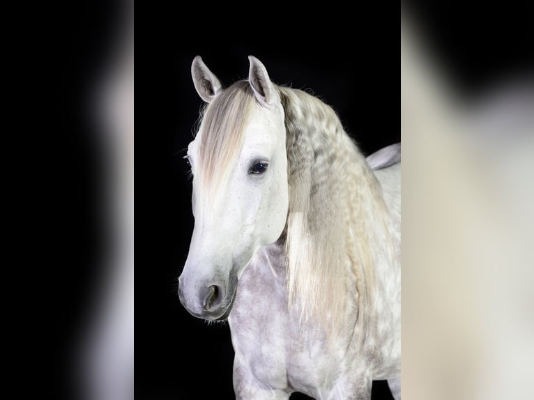 Lusitanos Wallach 13 Jahre 160 cm Apfelschimmel in Dischingen