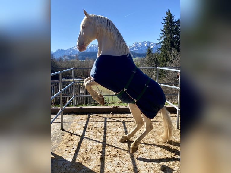 Lusitanos Wallach 13 Jahre 160 cm Cremello in Seeg
