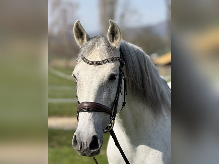 Lusitanos Wallach 13 Jahre 160 cm Schimmel in Biel-Benken BL