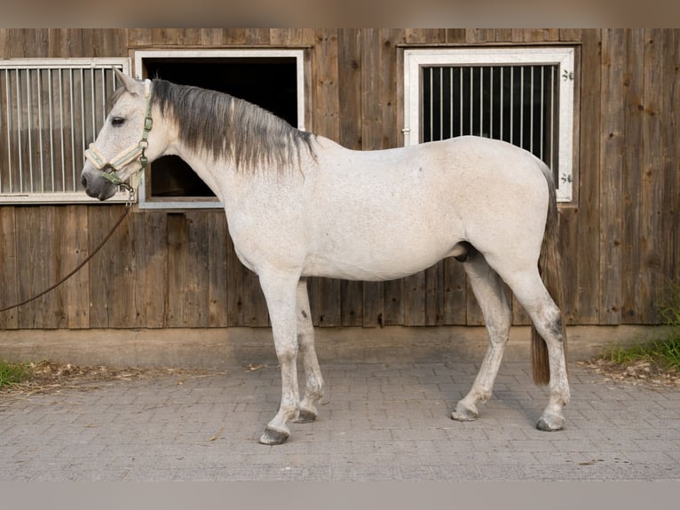 Lusitanos Wallach 13 Jahre 160 cm Schimmel in Biel-Benken BL